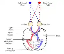 Neural pathway diagram.svg