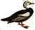 Asarcornis scutulata 1921 white background.jpg