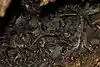 Southern short-tailed bats, Mystacina tuberculata.jpg