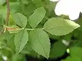 Leafstem of dog rose with petiole, stipules and leaflets