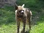 Hyena at chattbir zoo.jpg