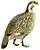 Tetraogallus caucasicus white background.jpg