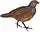 BirdsAsiaJohnGoVIGoul white background.jpg
