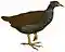 MegapodiusMacgillivrayiiSmit white background.jpg