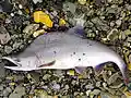 Pink Salmon (3)editresize (16273595915).jpg