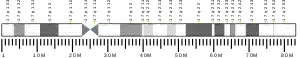 Chromosome 17 (human)