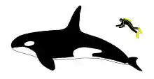 Diagram showing a killer whale and scuba diver from the side: The whale is about four times longer than a human, who is roughly as long as the whale's dorsal fin.