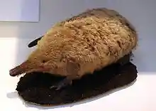 NHM Desmana moschata.JPG