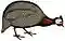 Keulemans Onze vogels 1 57 white background.jpg