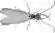 Corydalus cornutus illustration (rotated).png