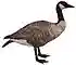 Birds Illustrated Canada Goose white background.jpg