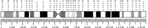 Chromosome 11 (human)