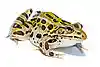 Lithobates pipiens.jpg
