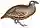 Ammoperdix griseogularis 1849 white background.jpg