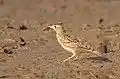 Oriental Skylark by David Raju (cropped).jpg