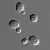 Microscopic view of five spherical structures; one of the spheres is considerably smaller than the rest and attached to one of the larger spheres