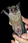 Phyllostomus discolor b.jpg