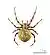 Araneus quadratus MHNT.jpg