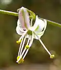 Chlorogalum purpureum var purpureum 1.jpg