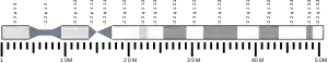 Chromosome 22 (human)