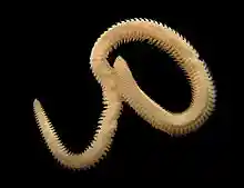 Nephtys hombergii.jpg