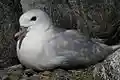 Fulmar antarctique - Fulmarus glacialoides.jpg