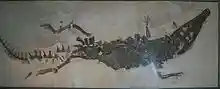Topside view of a crocodile skeleton