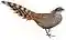 BirdsAsiaJohnGoVIIGoul Catreus wallichii.jpg