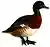 AythyaBaeriKeulemans white background.jpg
