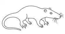 Sinoconodon rigneyi.svg