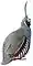 Oreortyx pictusGBP14A white background.jpg