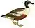 A history of British birds (white background).jpg