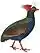 Rollulus rouloul male 1838 white background.jpg