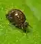 Dark.round.springtail.1.jpg