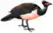 Maleo bird white background.PNG