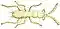 Zorotypus guineensis (white background).jpg