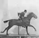 Muybridge horse gallop animated 2.gif