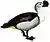 SarkidiornisMelanotosSmit white background.jpg