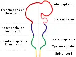EmbryonicBrain.svg
