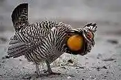 Prairie Chicken.jpg