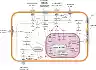 Signal transduction pathways.svg