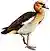 AlopochenAegyptiacusDavies flipped.jpg