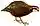 The Auk (1898) (Colinus virginianus).jpg