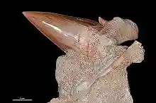 A brown shark toothed with top part lodged in a rock