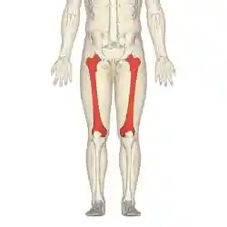 Femur - anterior view2.png