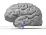 Nicolas P. Rougier's rendering of the human brain.png