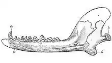 American Jurassic Mammals plate IX Docodon striatus.jpg