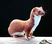 Mustela nivalis -British Wildlife Centre-4.jpg