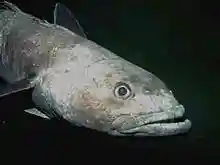 Dmawsoni Head shot.jpg