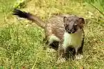 Stoat - RSPB Sandy (28058976023).jpg